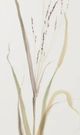 Stylecraft Moor Grass Beige/Brown Wall Art-1