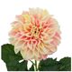 A & B Home Pink Single Stem Faux Dahlia-2