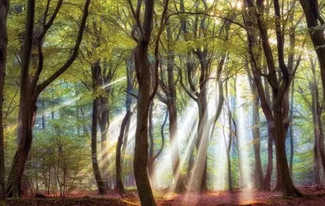Classy Art Majestic Morning by Lars Van De Goor Wall Art-0