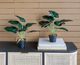 A & B Home 2-Piece Green Alocasia Plants with Plastic Pot Set-3