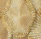 Uttermost® Ripley Gold Wall Decor-4