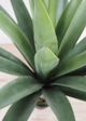 Le Present Agave Green Faux Botanical-1