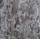 YHD Cotton Tops Wall Art-3