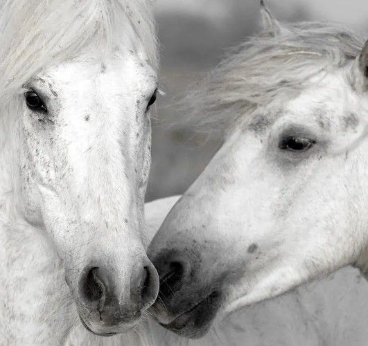 Classy Art Affection I by Danita Delimont Wall Art-1