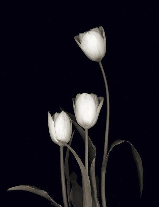 Classy Art Tulip Pose III by Danita Delimont Wall Art-0