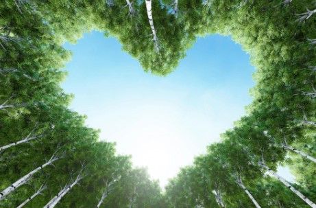 Classy Art  For The Love Of Trees Wall Art-0