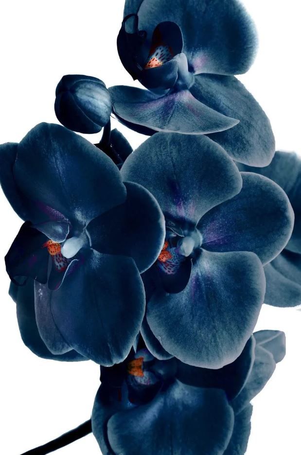 Classy Art Orchid Wall Art-1