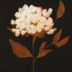 StyleCraft Fade to Fall I Wall Art-1