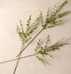 Magnolia Home by Joanna Gaines Green Mini Heart Eucalyptus Spray-1
