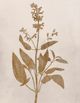 StyleCraft Pressed Branch ll Wall Art-1
