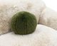 Furniture of America® Darwen Sand Sofa-4