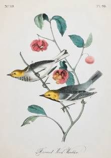 StyleCraft Vintage Warbler IV Wall Art-1