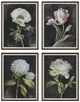 Uttermost® Danhui Nai 4-Piece Florals on Black Framed Prints Set-0