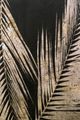 Stylecraft Neutral Palms On Black ll Wall Art-1