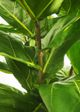 Le Present Fiddle Leaf Fig Green 84" Faux Botanical-2