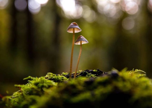 Classy Art Mushrooms Wall Art-0