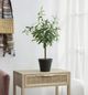 A & B Home Green 25" Artificial Olive Tree with Fruit-4