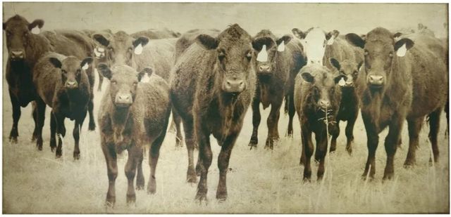 Harp & Finial® Bovine Cow Photography Wall Art-0