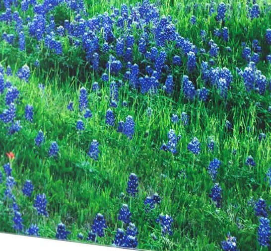 YHD Bluebonnets Wall Art-3