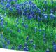 YHD Bluebonnets Wall Art-3