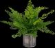 Uttermost® Maidenhair Fern Green Accent in Oxidized Container-0