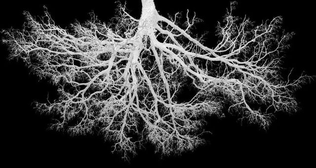 Classy Art Black/White Inverse Tree Wall Art-2