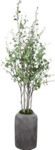 Uttermost® Aldis Aged Stone/Faux Moss Potted River Birch-0