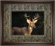Classy Living Tony Campbell Double Matted White Tail Buck Wall Art-0