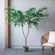 A & B Home Green 60" Polyscias Fruticosa Tree in Pot-4