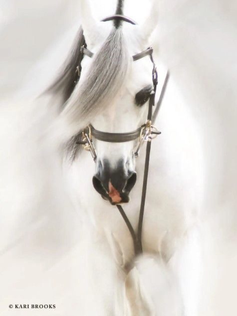 Classy Art Dream Horse by Kari Brooks Wall Art-0