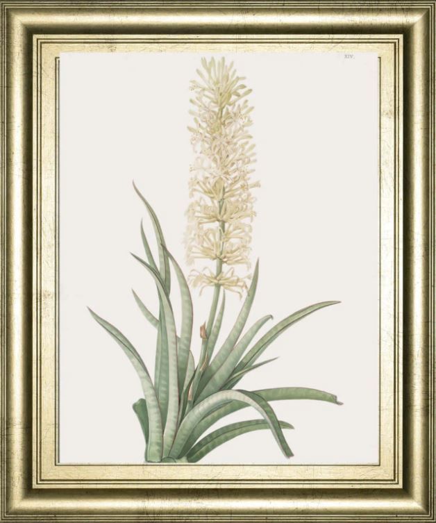 Classy Art Sansevieria Zeylancia by Pierre Joseph Redoute Wall Art-0
