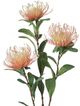 A & B Home Green/Red Protea Stem-1