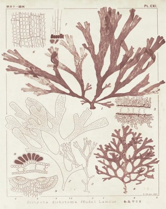 Classy Art Antique Coral Seaweed IV by Vision Studio Wall Art-2