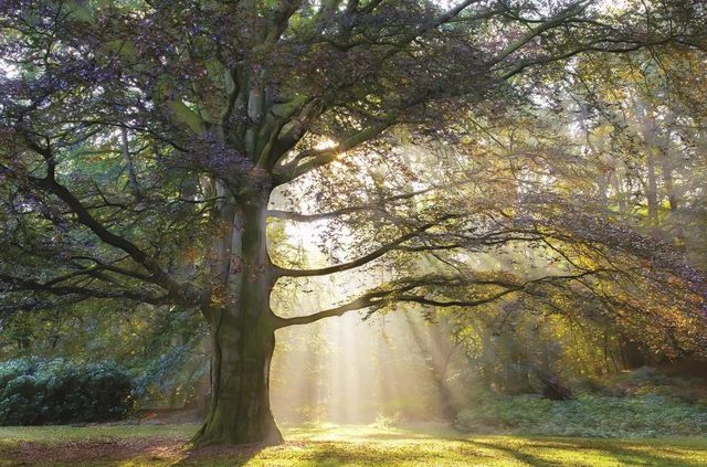 Classy Art The Natural Queen by Lars Van De Goor Wall Art-0