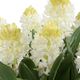 Uttermost® Sincerity Green/Terracotta/White Potted Hyacinth Plant-3