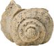 A & B Home Beige Large Cement Seashell Planter-2