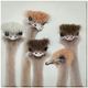 Classy Living Contemplative Feathered Expressions Wall Art-0