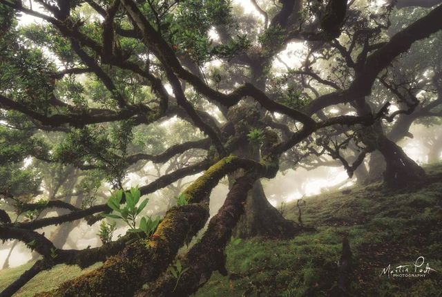 Classy Art Tentacles by Martin Podt Wall Art-0