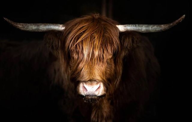 Classy Art Highland Cow on Black Wall Art-0