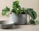 Magnolia Home by Joanna Gaines Blue 7" Crackle Planter with Fluted Saucer-5
