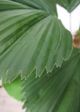 Le Present Licuala Green 54" Faux Botanical Grandis-3