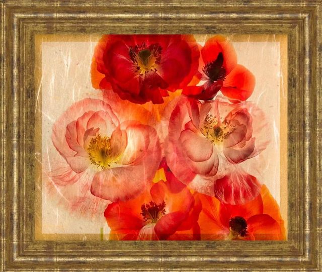 Classy Art Papaver Dreams I by Harold Davis Wall Art-0