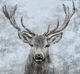 Crestview Collection Buck Gray/Light Blue Wall Art-1