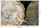 Classy Living Abstract Gold Circle Rhinestones Wall Art-2