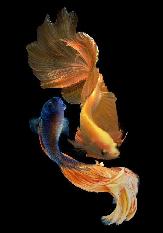 Classy Art Ying Yang Fish Wall Art-0