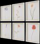 Uttermost® Aurora Bell 6-Piece Wild Flourish Framed Prints Set-3