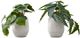 Monarch Specialties Inc. 2-Piece Grey 8" Tall Artificial Potted Alocasia-0