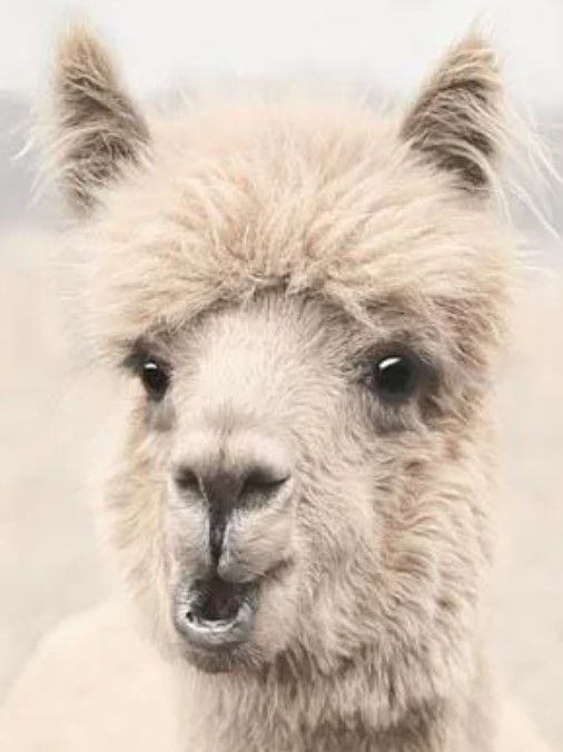 Classy Art Soft Alpaca II by Lori Deiter Beige Wall Art-1
