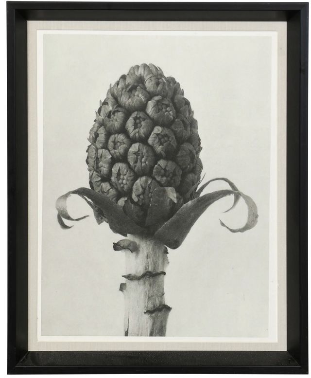 Stylecraft Plant 5 Blossfeldt Wall Art-0