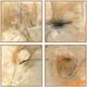 Classic Home Ochre II 4-Piece Painting by Buddy Whitlock Set-0